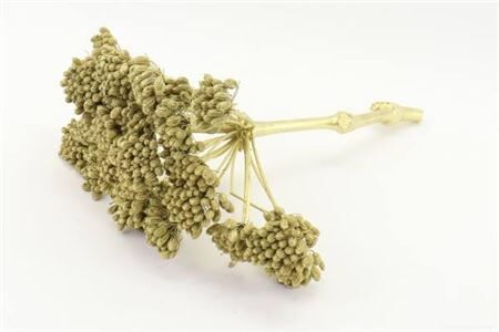 Stem Ferule 25 Pcs