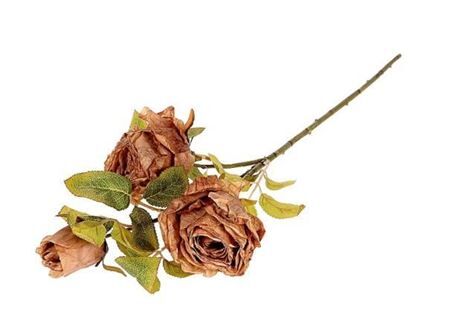 Branch Rosa Horta L66