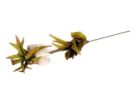 Stem Fritillaria L77