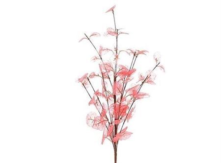 Stem Euca Cinerea L72