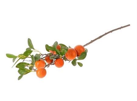 Stem Clementine Plant L88w26h15