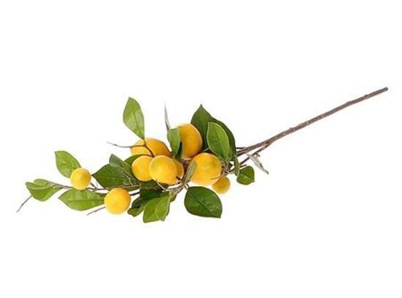 Stem Lemon Plant L90w30h17