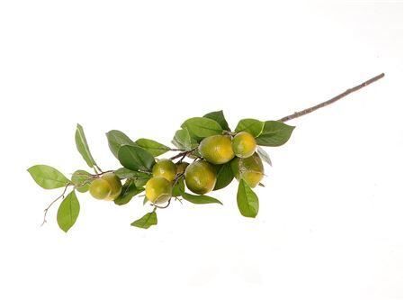 Stem Lemon Plant L90w30h17