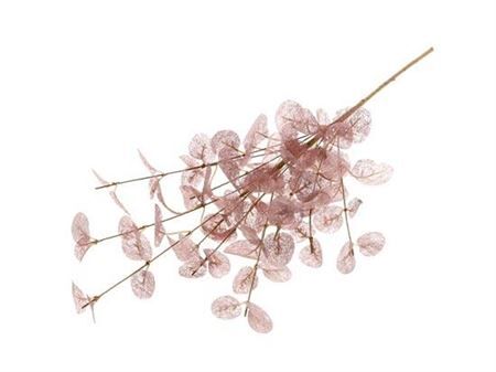 Branch Euca Cinerea L40w25