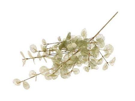 Branch Euca Cinerea L40w25