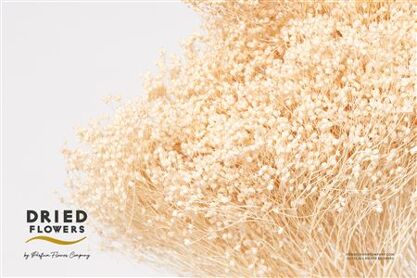 Dried Bleached Broom Bloom