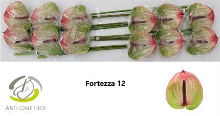 Anth A Fortezza 12
