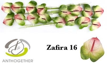 Anth A Zafira 16