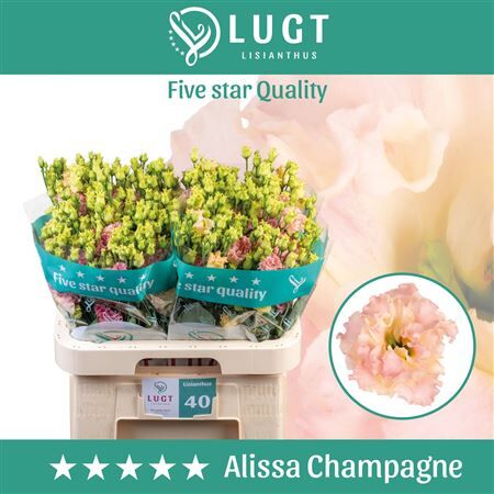 Eus G Alissa Champag