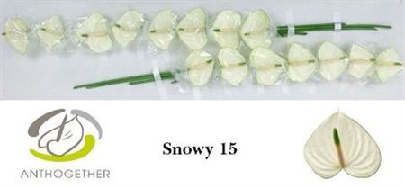 Anth A Snowy 15
