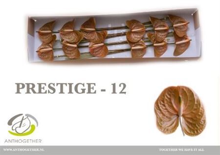 Anth A Prestige 12