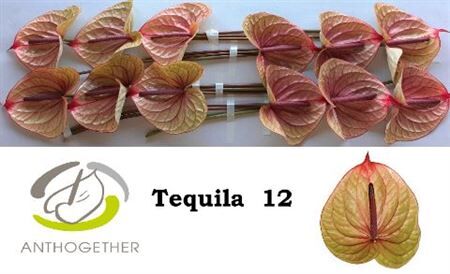 Anth A Tequila 12