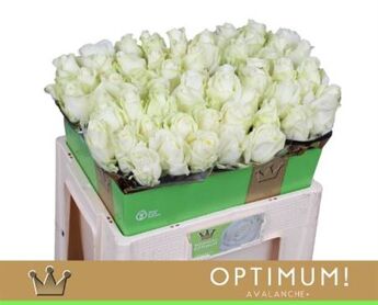 R Gr Avalanche Bernhard