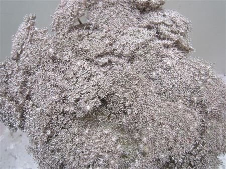 Ammi Vis Green Mist Champagne