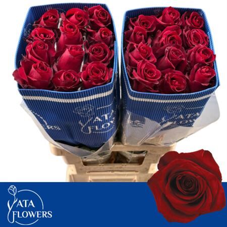 R Gr Eq Explorer X 100