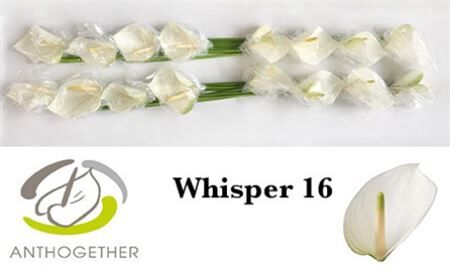 Anth A Whisper 16