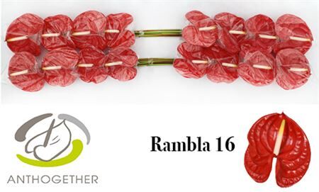 Anth A Rambla 16
