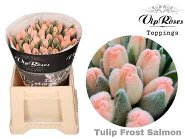 Tu En A Frost Salmon