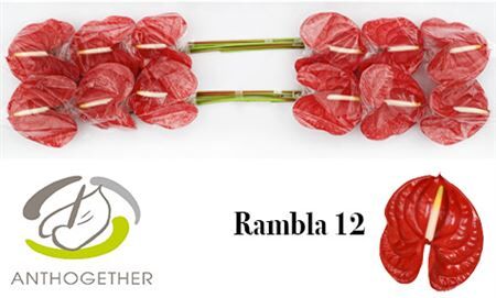 Anth A Rambla 12