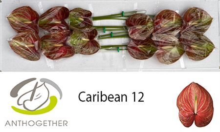 Anth A Caribean 12