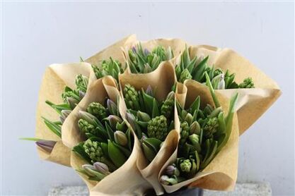 Hyacint-tulp Mix(paars-lavend)