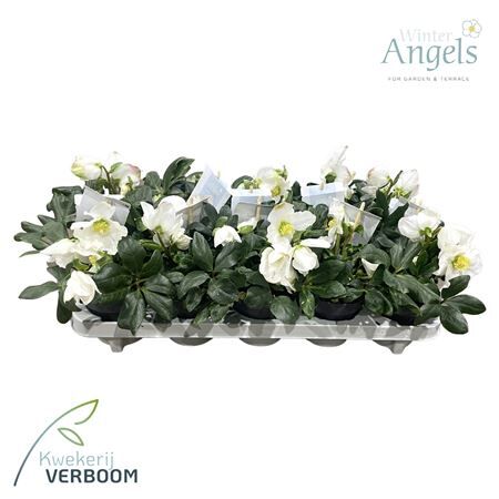 Helleborus Niger Shining Star Mediu