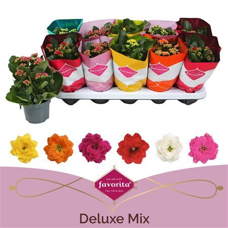 Kalanchoe Double Deluxe Mix Stadium