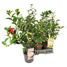 Came Sasanqua Gem 25+