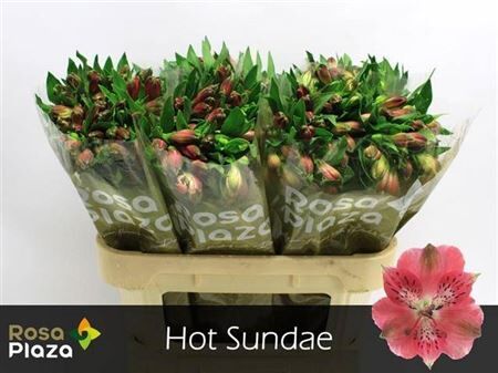 Alstr Hot Sundae Ethiopie