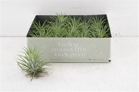 Arr3 Cp Tillandsia Ionantha Groen X20