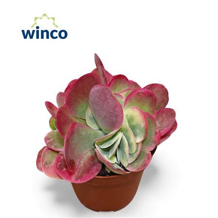 Kalanchoe Thyrsiflora Variegata