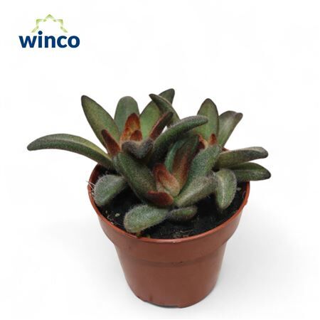 Kalanchoe Tomentosa Chocolate