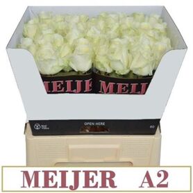 R Gr Avalanche Meijer A 2