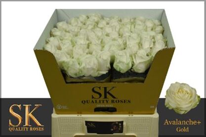 R Gr Avalanche Koene