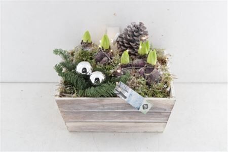 Arr4 Hyacint Js2521 - Hout Kist Christmas Lights