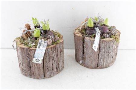 Arr4 Hyacint Js2124 - Pot Boomstam