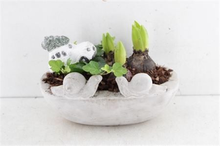 Arr4 Hyacint Nve - Slakken Schaal Ovaal