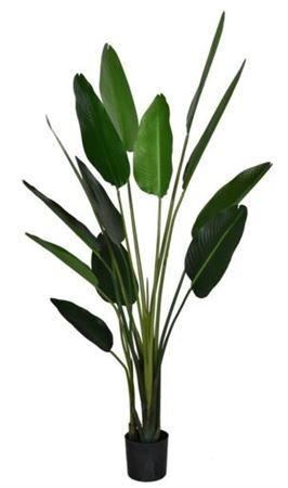 Silk Plant Strelitzia H185d80