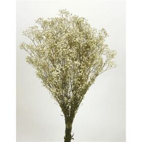 Dried Gyps Naturel Bunch