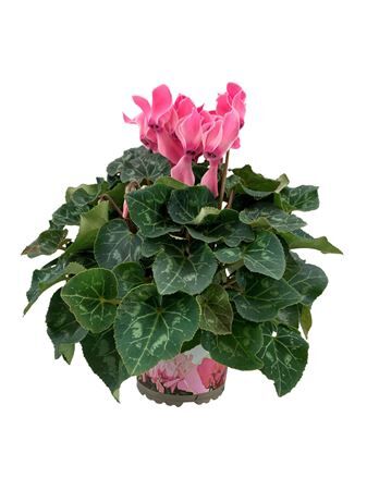 Cycl Per Ss Licht Roze Xl