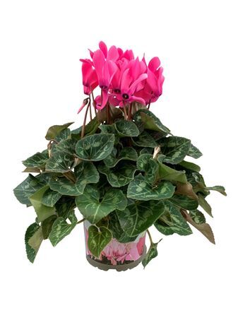 Cycl Per Ss Donker Roze Xl