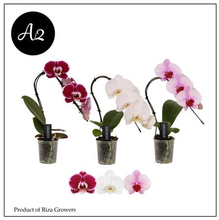 Phal Swan Gemengd 1 Tak A2