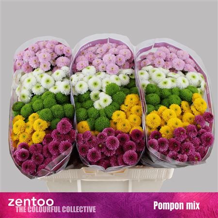 Chr S Mix Pompon