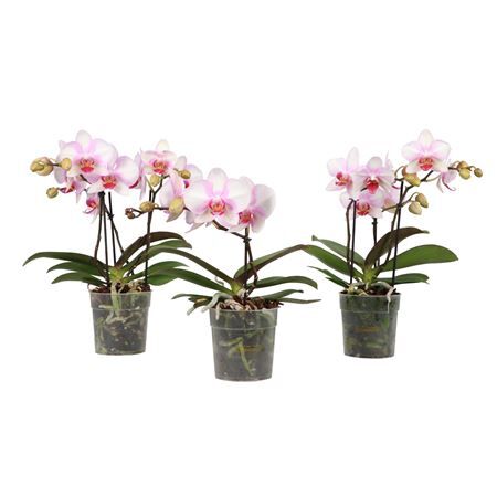 Phal Diva Make Up 1 Tak A2