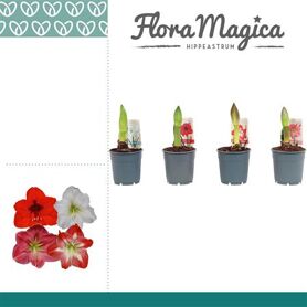 Amaryllis Mix 1 Knop