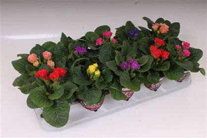 Primula Ac Sweet Specials Gemengd Rosebud