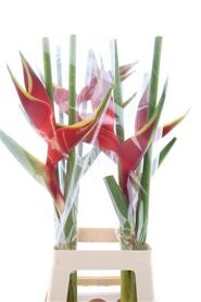 Hel Richmond/balizier