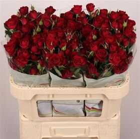 R Tr Red Trendsetter