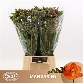 Fr Du Mandarine