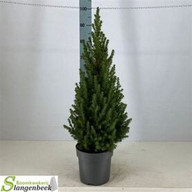 Picea Gl Conica
